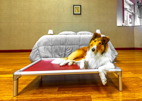 dog in board-and-train transformation program