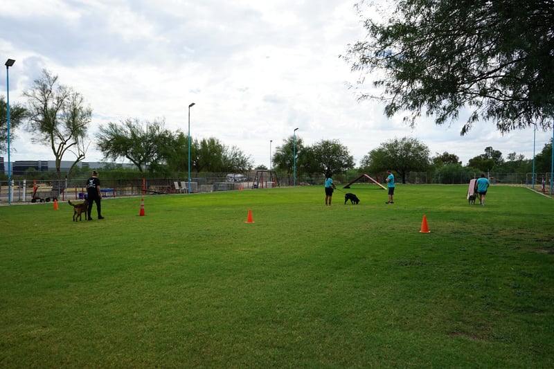 After Behavior Camp — calm, focused, confident dog