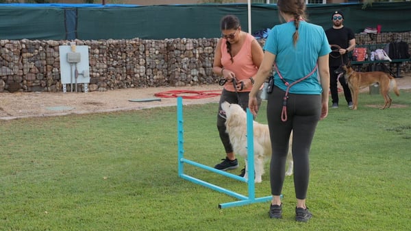 Foundations agility class — dog and handler learning equipment at safe heights