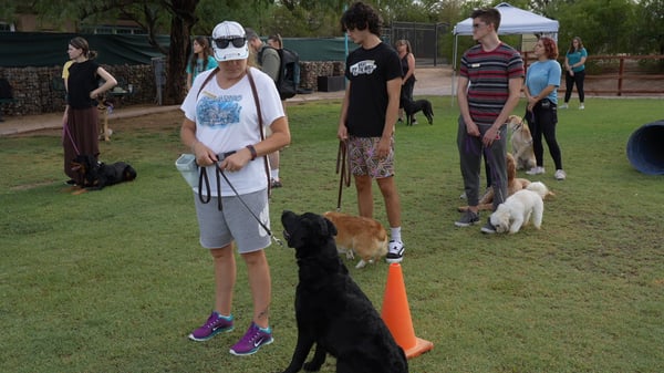 Intermediate agility — dog sequencing obstacles through weaves and jumps