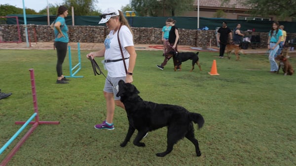 Trial-prep agility — dog and handler running a full course at competition speed