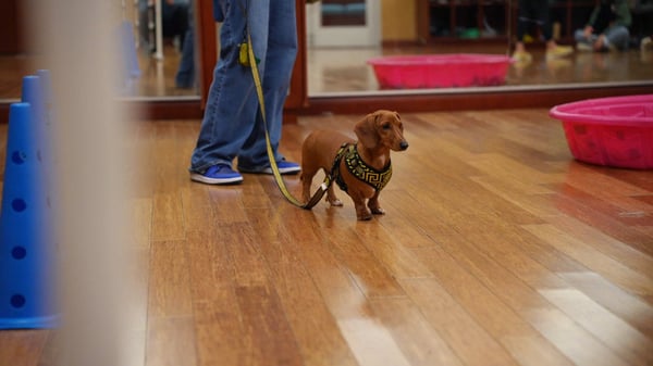 Group class — handler practicing CGC obedience skills