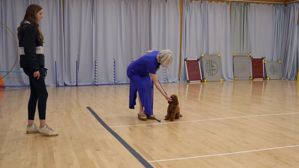 Dog completing the AKC Canine Good Citizen test at the Partners Dogs facility