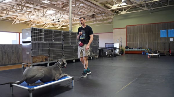 Calm leash walk past a trigger — Leash Reactivity Intensive FAQ