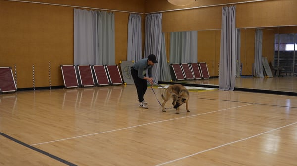 Trainer walking a previously reactive dog on a real neighborhood sidewalk