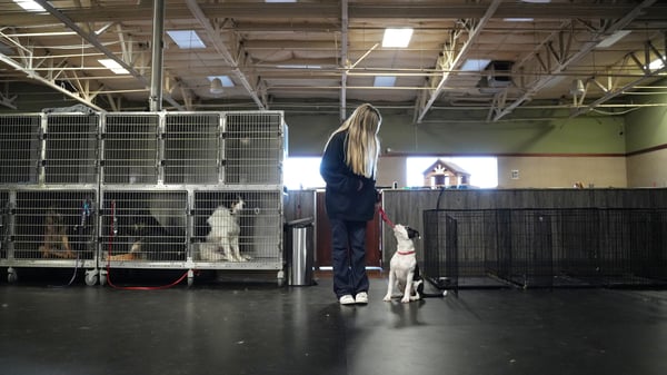 Handler integration session — owner learning the post-graduation management plan with their dog and trainer