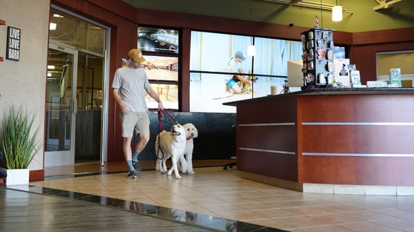 Partners Dogs senior trainer working calmly with a client dog — honest comparison FAQ