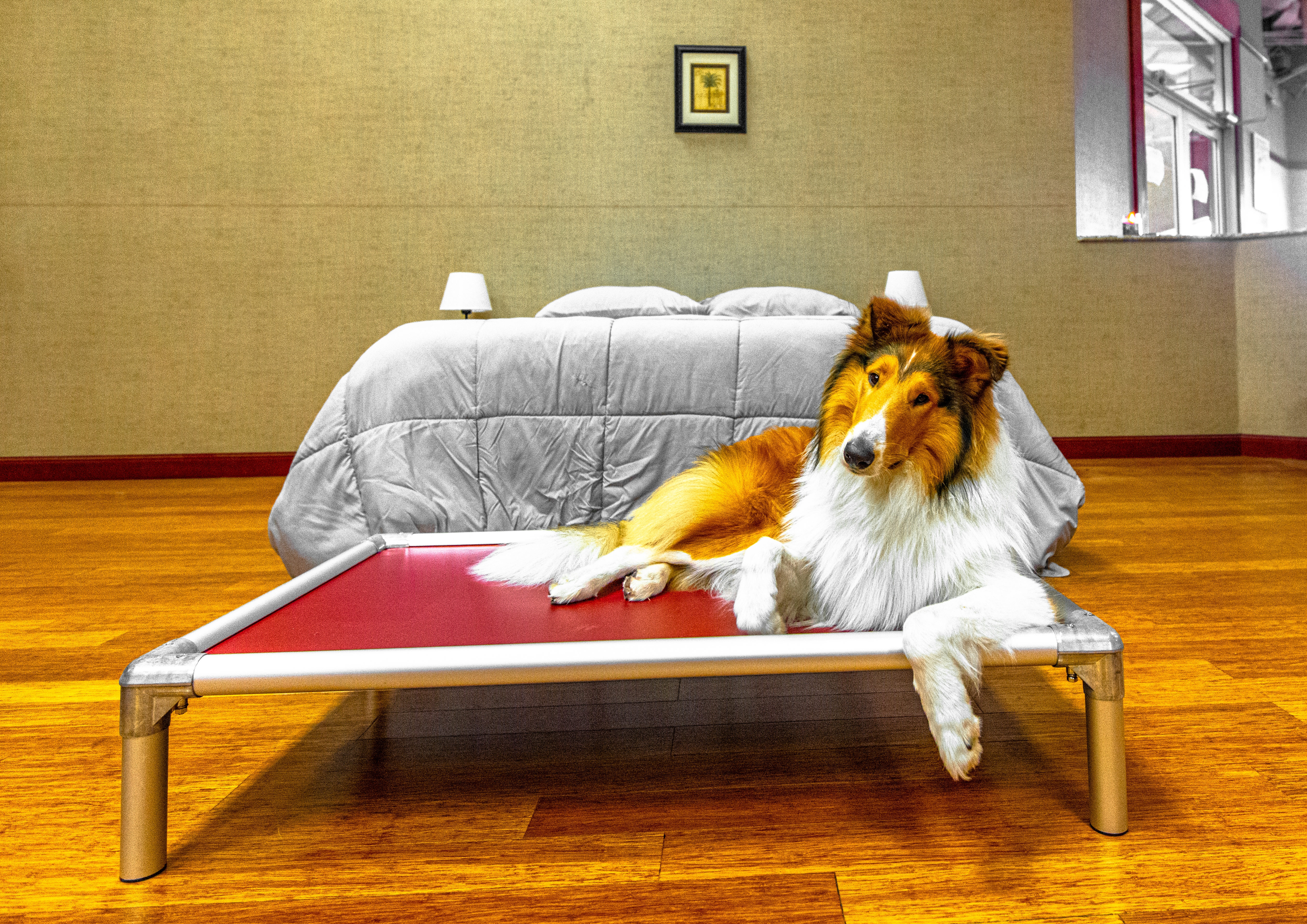 Prey Drive — dog behavior