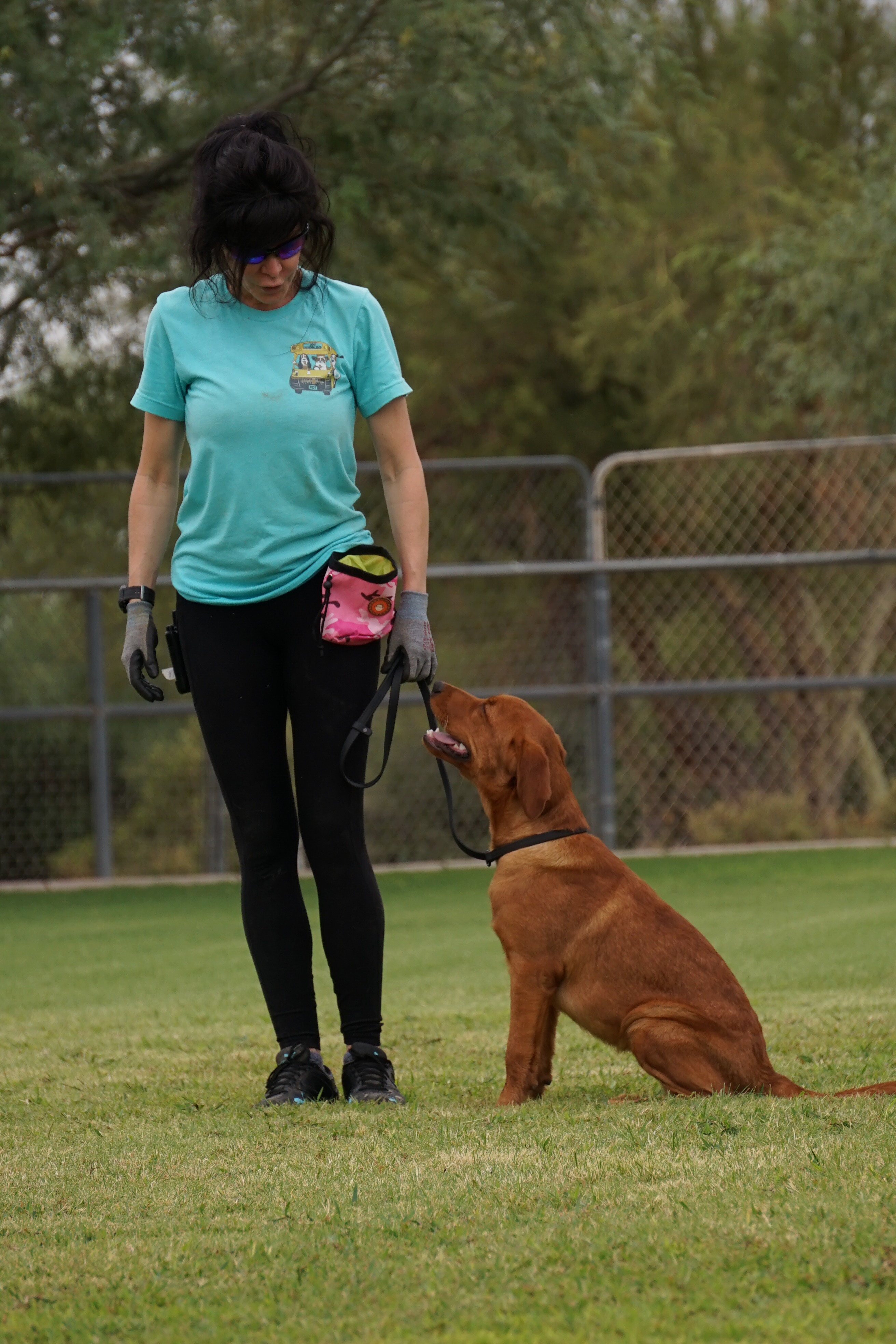 Rattlesnake avoidance training for dogs in Arizona