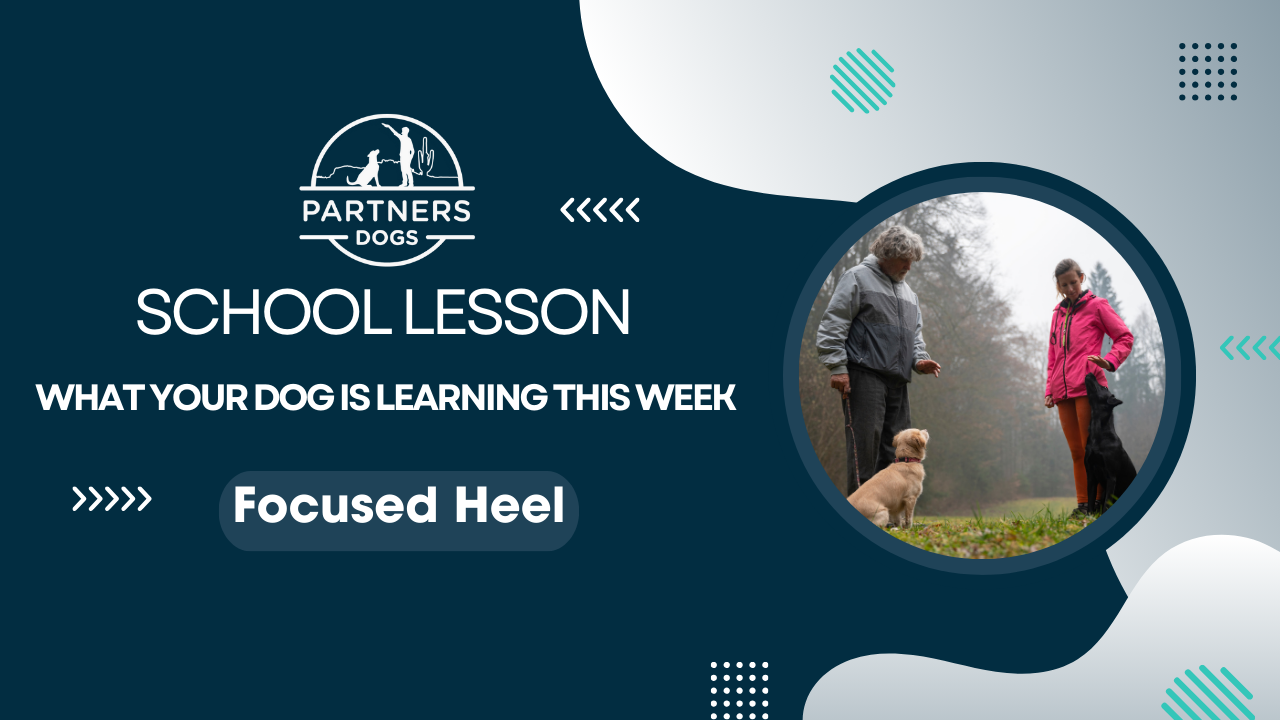 Advanced obedience demonstration — Masters-level focused work