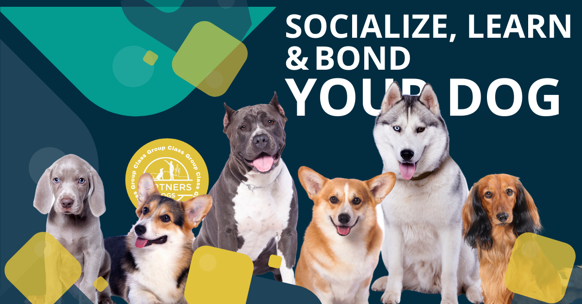 Partners Dog School group class — agility-style practice
