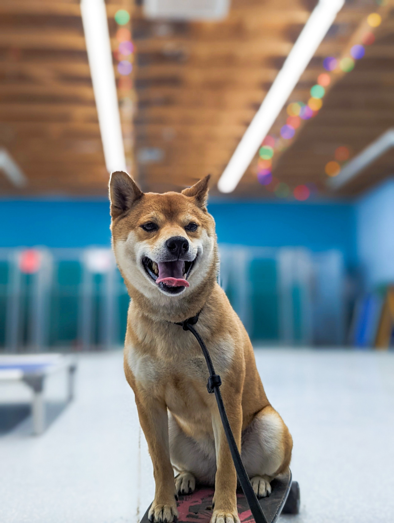 Arizona summer heat dog safety — pavement temperature warning