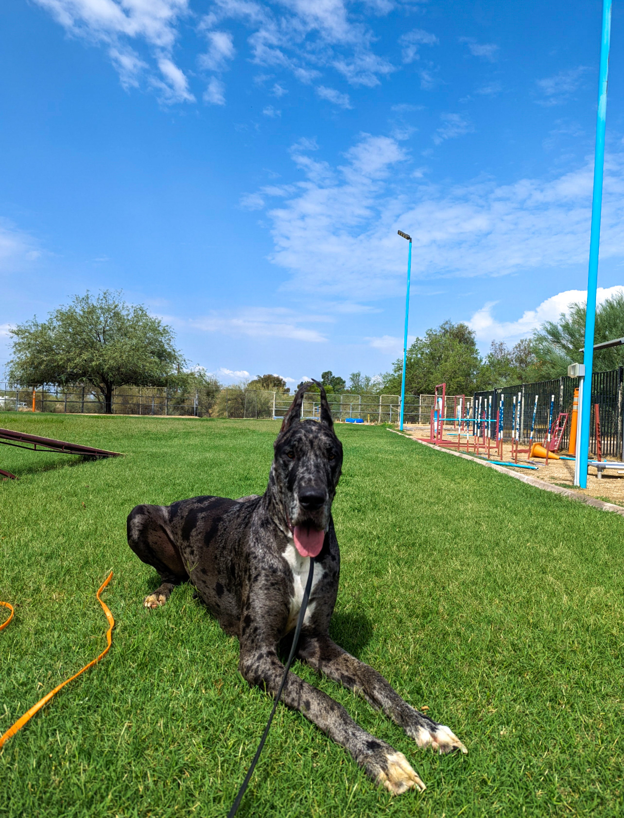 Arizona monsoon storm preparation for dogs with noise phobia and flash flood awareness
