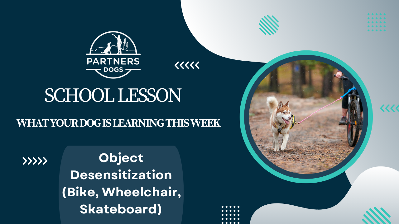 Object desensitization training — dog calmly encountering a skateboard